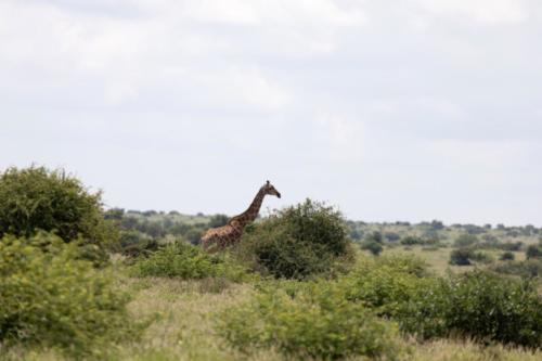 Krugerpark Dec21 113