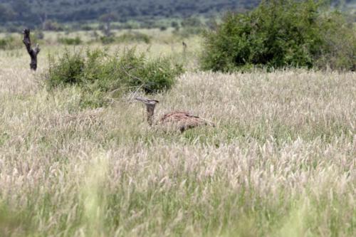 Krugerpark Dec21 116