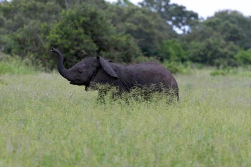 Krugerpark Dec21 118