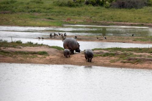 Krugerpark Dec21 121