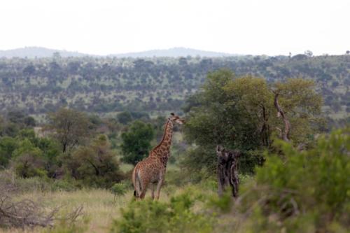 Krugerpark Dec21 125