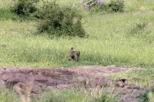 Krugerpark Dec21 133