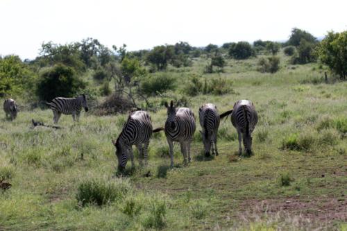 Krugerpark Dec21 134