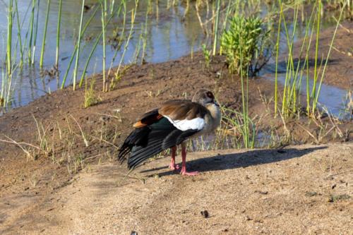 Krugerpark Dec21 136