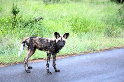 Krugerpark Dec21 148