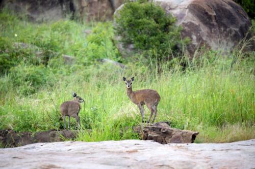 Krugerpark Dec21 149