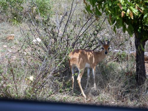 Kruger Sep22 084