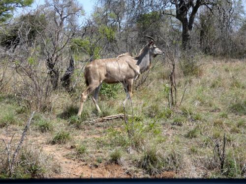 Kruger Sep22 086