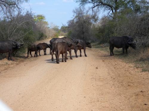 Kruger Sep22 095