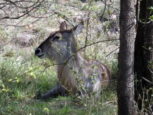 Kruger Sep22 098