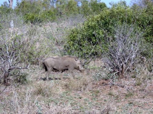 Kruger Sep22 107