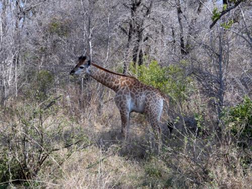 Kruger Sep22 109