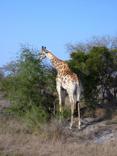 Kruger Sep22 148