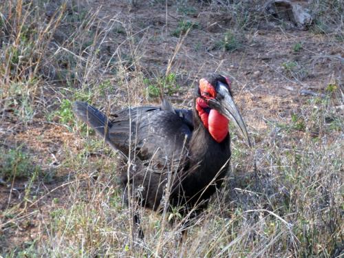 Kruger Sep22 157