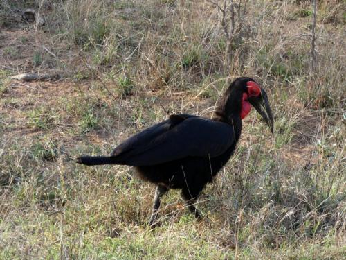 Kruger Sep22 158