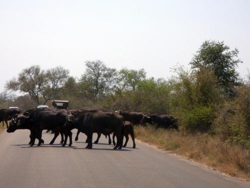 Kruger Sep22 168