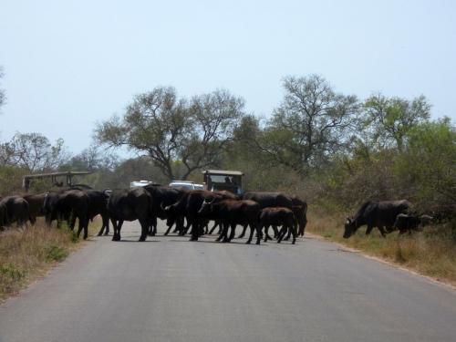 Kruger Sep22 170