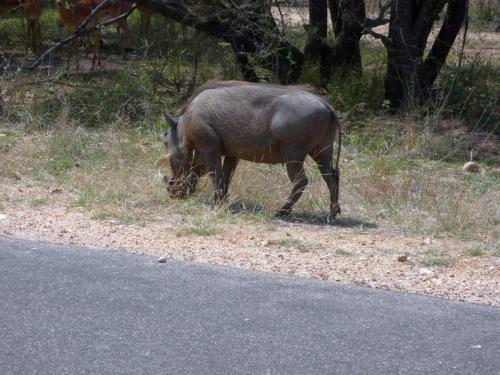 Kruger Sep22 178