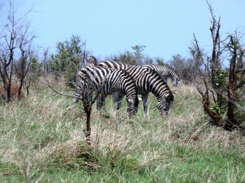 Kruger Sep22 186