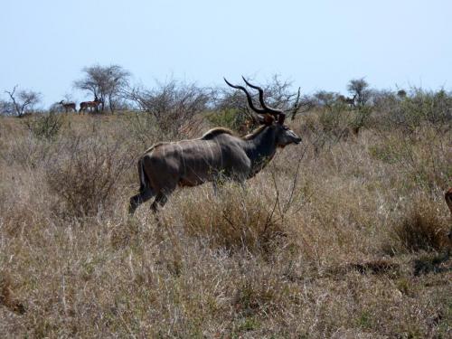 Kruger Sep22 208