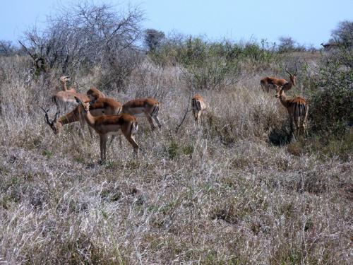 Kruger Sep22 212