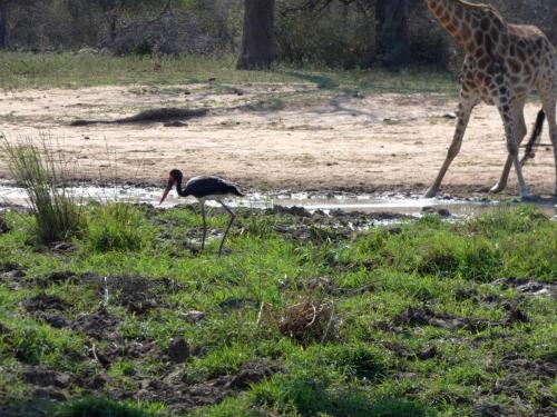 Kruger Sep22 224