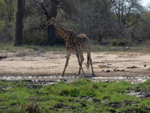 Kruger Sep22 228