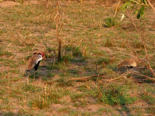 Kruger Sep22 266