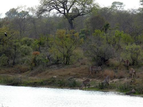 Kruger Sep22 286