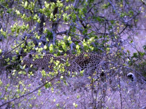 Kruger Sep22 306