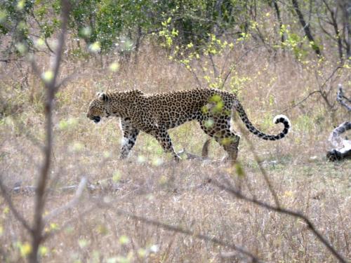 Kruger Sep22 307