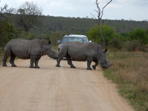 Kruger Sep22 317