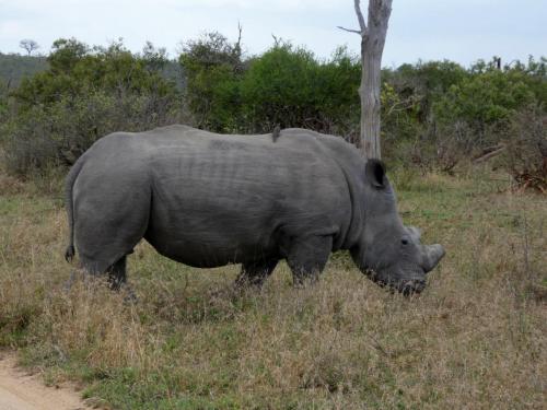 Kruger Sep22 324