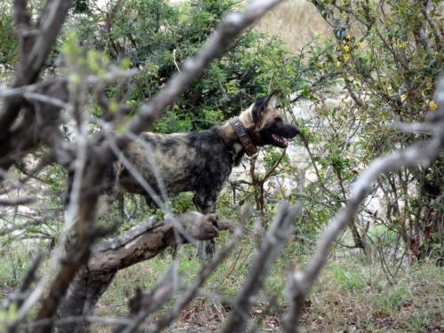 Kruger Sep22 338