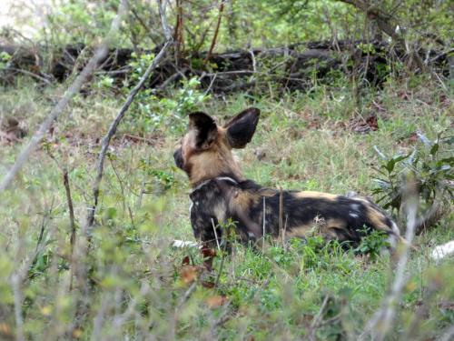 Kruger Sep22 342