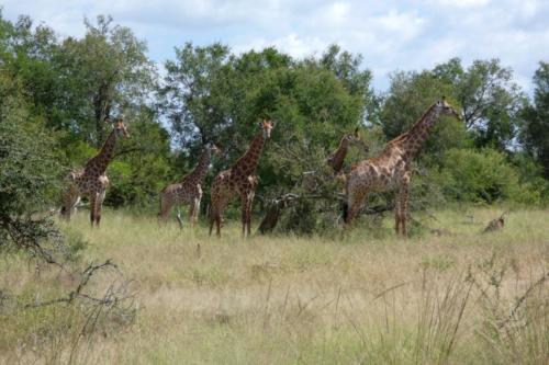 Eswatini april2021 125