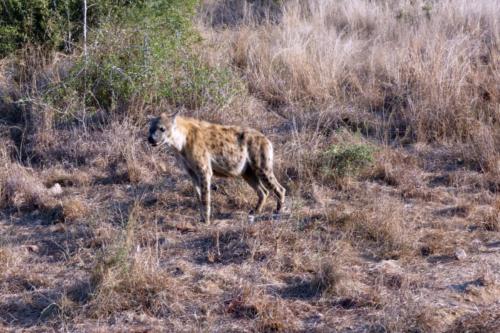 Krugerpark mei2021 085