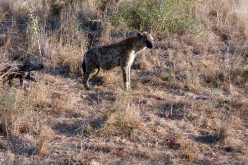 Krugerpark mei2021 089