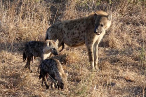 Krugerpark mei2021 090