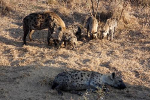 Krugerpark mei2021 091