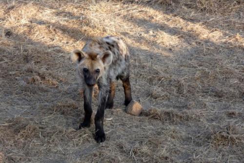 Krugerpark mei2021 092