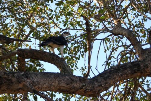 Krugerpark mei2021 093