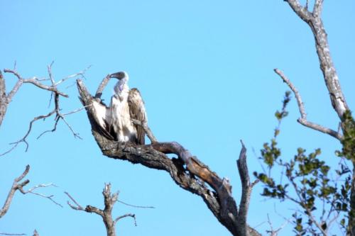 Krugerpark mei2021 094