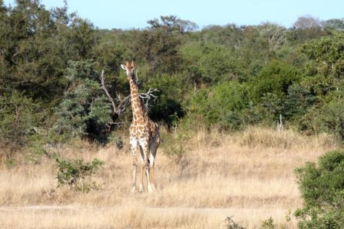 Krugerpark mei2021 096