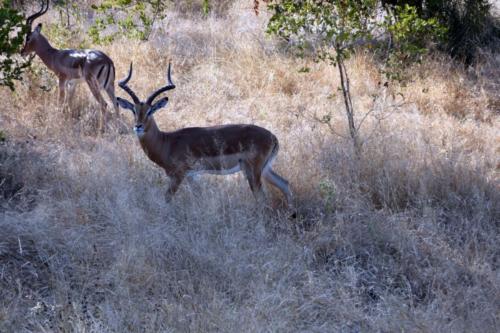 Krugerpark mei2021 098