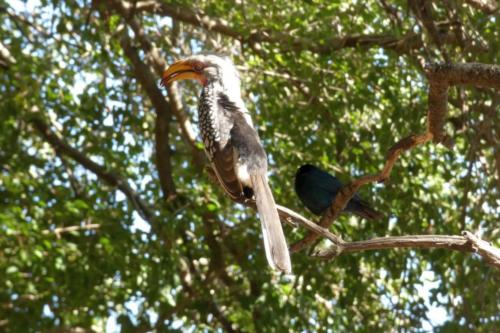 Krugerpark mei2021 103