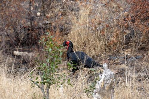 Krugerpark mei2021 113