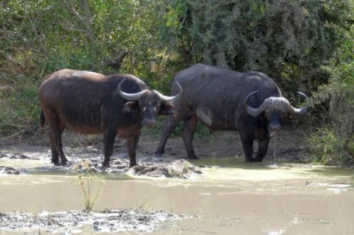 Krugerpark mei2021 117