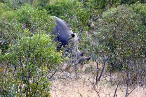 Krugerpark mei2021 127