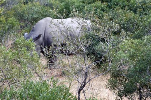 Krugerpark mei2021 132